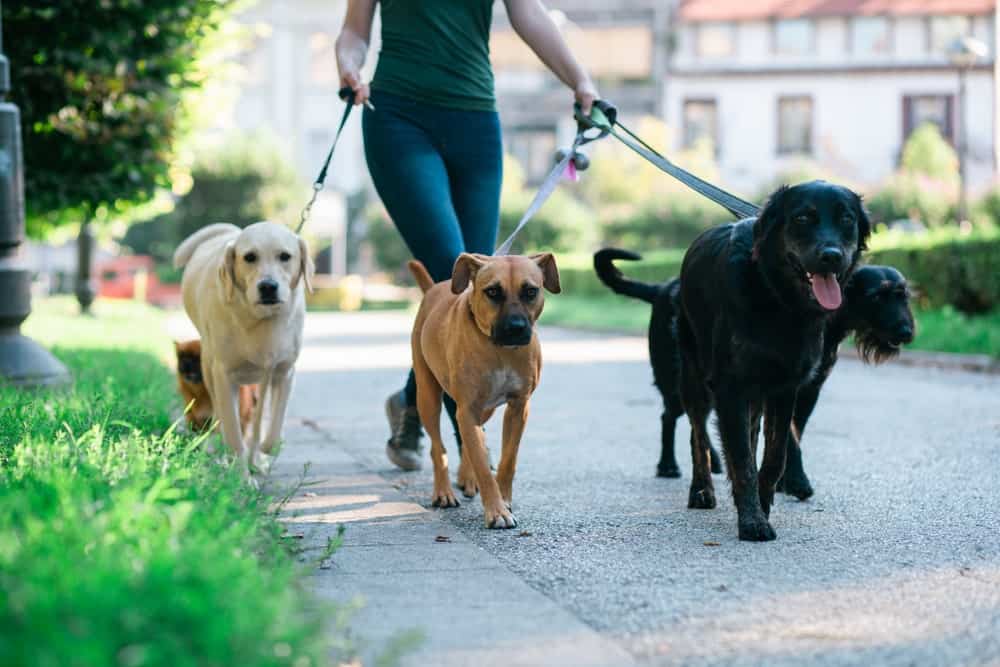 v&r pet walking service
